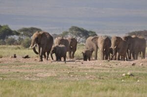 BIDCO Africa Limited World Elephant Day