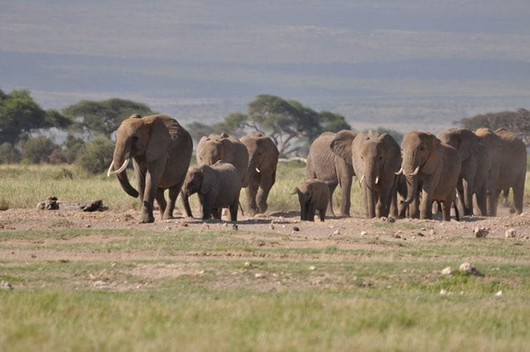 BIDCO Africa Limited World Elephant Day