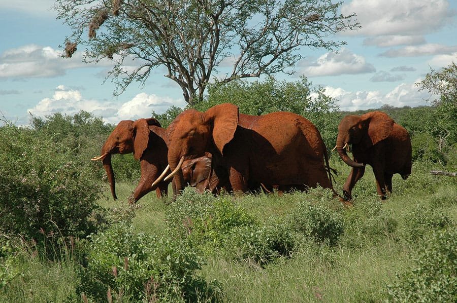 Amboseli ecosystem