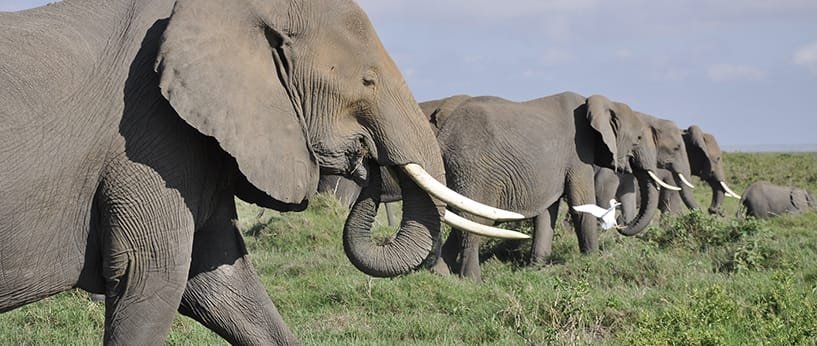 Did you know that Sunflower plays a significant role in Elephant conservation?