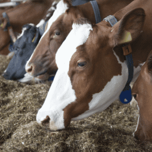 Animal feeds production